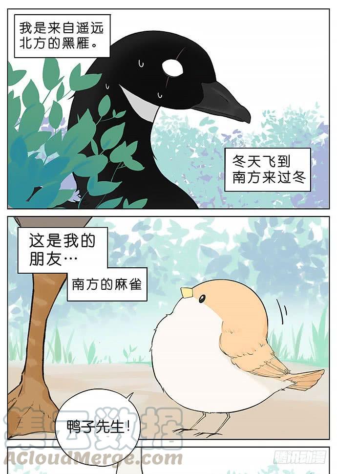南方的鸟和北方的鸟壁纸漫画,鸭子和鹅。1图