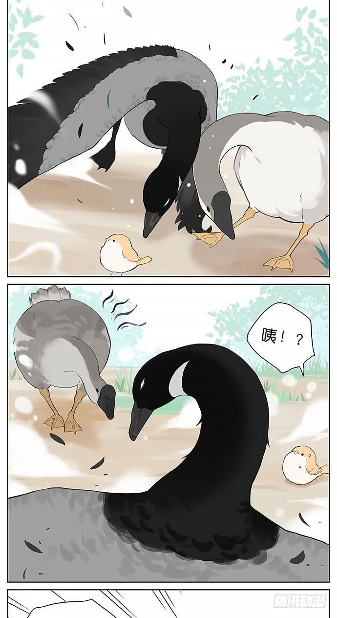 南方的鸟和北方的鸟壁纸漫画,鸭子和鹅。4图
