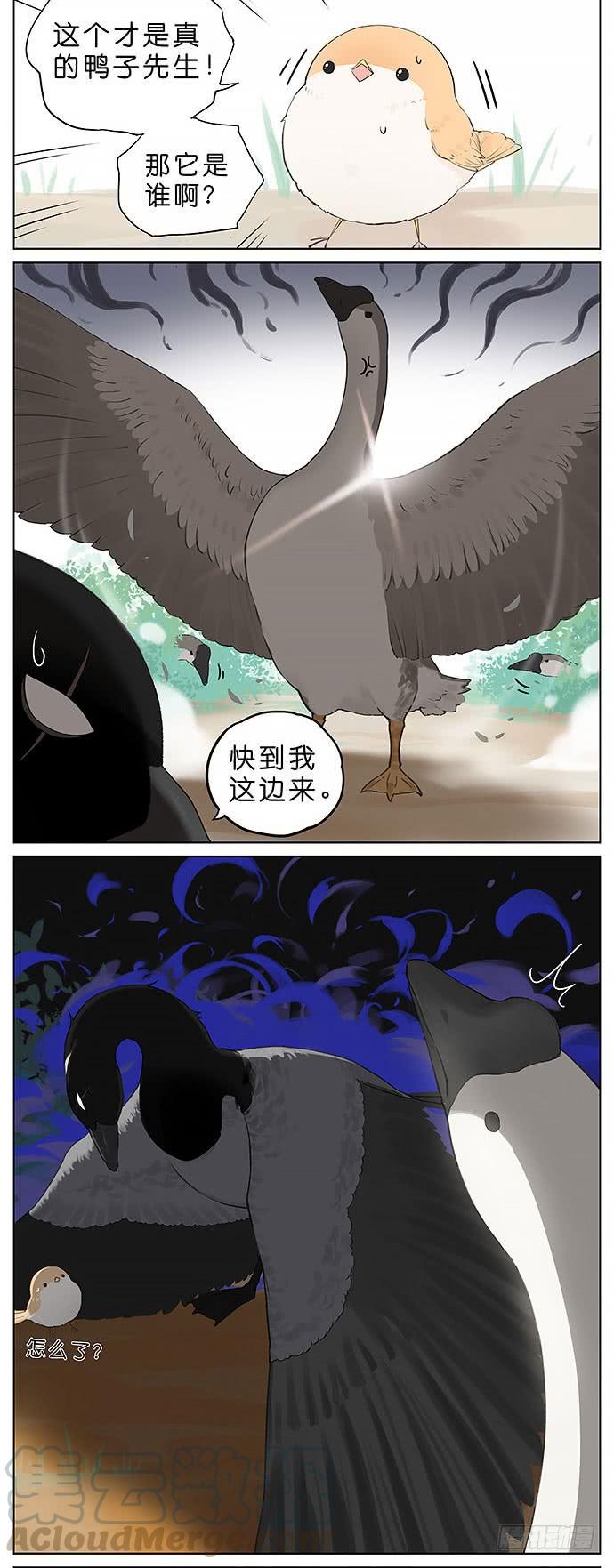 南方的鸟和北方的鸟壁纸漫画,鸭子和鹅。5图